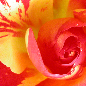 Drevesne vrtnice - - Roza - Citrus Splash™ - 